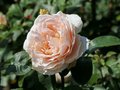 Rosa 'Andre Le Notre', Blote wortel, Rozen