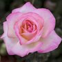 Rosa 'Princesse de Monaco', Blote wortel, Rozen