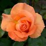 Rosa 'Doris Tysterman', Blote wortel, Rozen