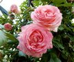 Rosa 'Eden Rose', Blote wortel, Rozen