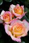 Rosa 'Peace', Blote wortel, Rozen