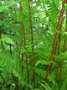 Athyrium filix-femina 'Lady in Red', Wijfjesvaren