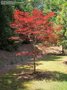 Acer palmatum 'Fireglow', 60/80 Kluit