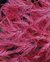 Acer palmatum 'Inaba-Shidare', 50-60 Kluit