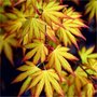 Acer palmatum 'Katsura', 80-100 Kluit