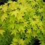 Acer palmatum 'Summer Gold', 80-100 Kluit
