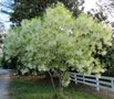 Chionanthus virginicus, 80/100 20L, Sneeuwvlokkenboom