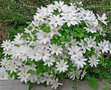 Clematis 'Henryi', Bosrank