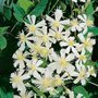 Clematis 'Paul Farges', Bosrank