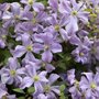 Clematis 'Prince Charles', Bosrank