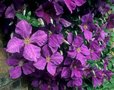 Clematis 'Superba', Bosrank