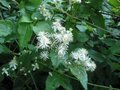 Clematis vitalba, Bosrank