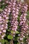 Ajuga reptans 'Rosea', Zenegroen