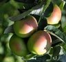 Malus 'Godivert', STRUIK
