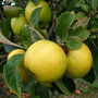 Malus 'Grenadier', STRUIK