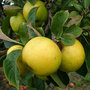 Malus 'Grenadier', HALFSTAM