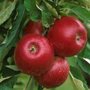 Malus 'Jonathan', HALFSTAM