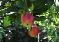 Malus 'La Paix', HOOGSTAM