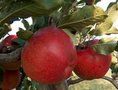 Malus 'Melrose', HOOGSTAM