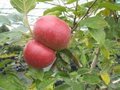 Malus 'Radoux', HALFSTAM