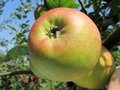 Malus 'Reinette de Blenheim', HALFSTAM