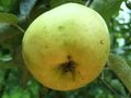 Malus 'Reinette de Evagil', HALFSTAM