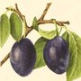 Prunus 'Altesse simple', HALFSTAM