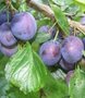 Prunus 'Monsieur Hatif', STRUIK