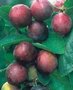 Prunus 'Opal', HALFSTAM