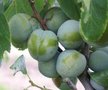Prunus 'Reine-Claude De bavay', STRUIK