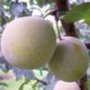 Prunus 'Sainte Catherine', HALFSTAM