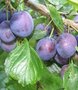Prunus 'Stanley', HALFSTAM