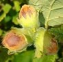 Corylus av. 'Géant de Halle' STRUIK, Hazelnoot