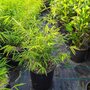 Fargesia angustissima, Bamboe 5L 50/60