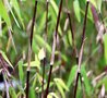 Fargesia jiuzhaigou 'Deep Purple', Bamboe 5L 100/125