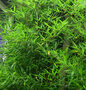 Phyllostachys aurea, Bamboe 30L 250/300