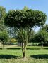 Acer campestre, 175/200 cm 90L, meerstammig, Veldesdoorn