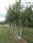 Betula pendula, 250/300cm 90L, meerstammig, Witte berk (= Alba/Verrucosa)