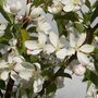 Malus 'Comtesse de Paris', 200/250 cm 90L, meerstammig