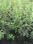 Osmanthus burkwoodii, 160-180cm 45L, Schijnhulst