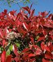 Photinia fras. 'Devils Dream', 60-80 15L, Glansmispel
