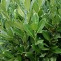 Prunus Laur. 'Greentorch', 140-160 35L, Laurierkers