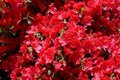 Azalea jap. Rosso 50/60 15L