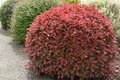 Photinia fras. 'Little Red Robin', Bol 30cm Glansmispel