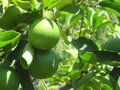 Citrus latifolia, Limoen