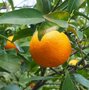 Citrus reticulata, Mandarijnboom
