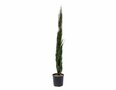 Cupressus semp. 'Blue Sky', 70/90 9L, Italiaanse Cypres