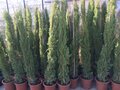 Cupressus semp. 'Pyramidalis', 150/175, Italiaanse Cypres