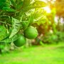 Citrus latifolia, Limoenboom