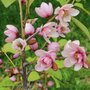 Magnolia 'Fairy Blush', 150/200, Stermagnolia